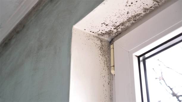 Best Mold Removal Company Near Me  in Live Oak, CA