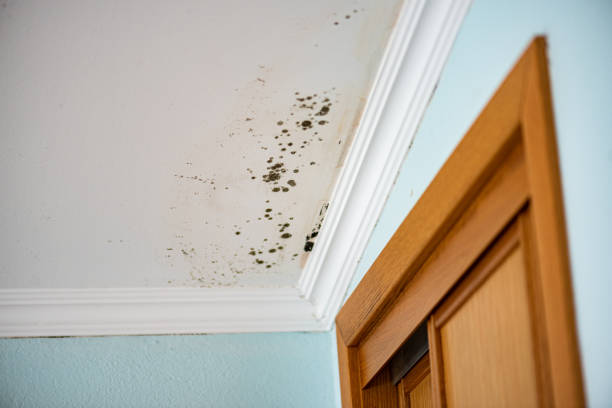 Best Emergency Mold Removal  in Live Oak, CA