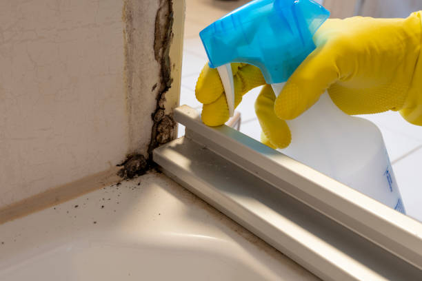 Best Mold Testing  in Live Oak, CA