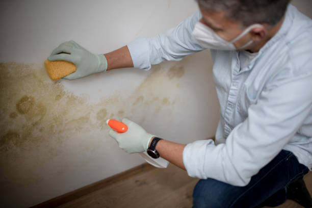 Home Mold Removal in Live Oak, CA