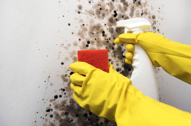 Best Mold Damage Repair  in Live Oak, CA