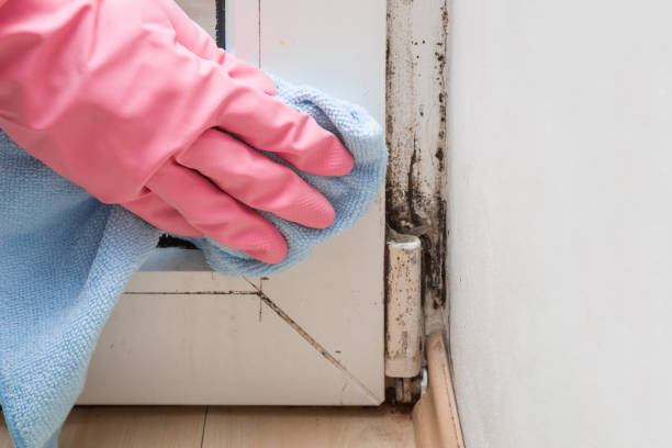 Best Mold Cleaning Services  in Live Oak, CA