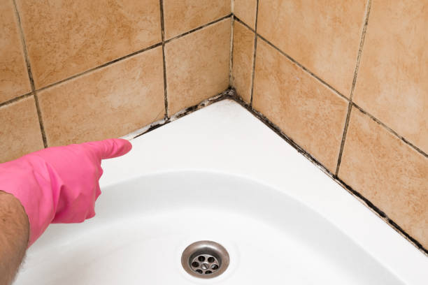 Mold Removal and Inspection in Live Oak, CA
